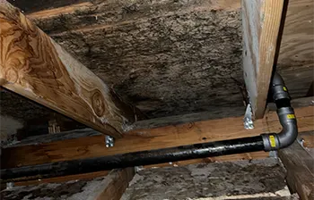 Beyond the Damp