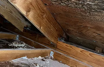 Mold Inspections and Testing