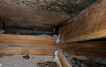 Mold Remediation