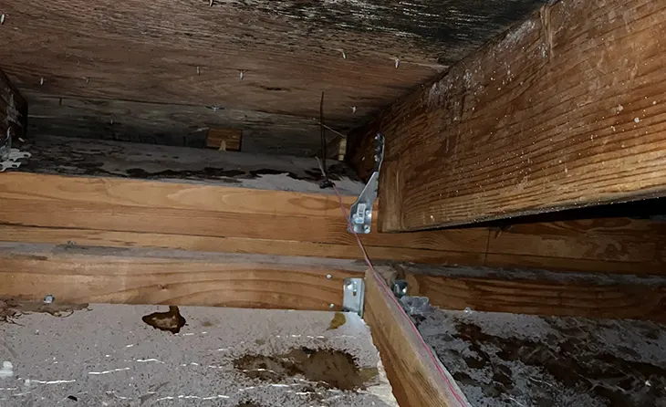 mold-remediation